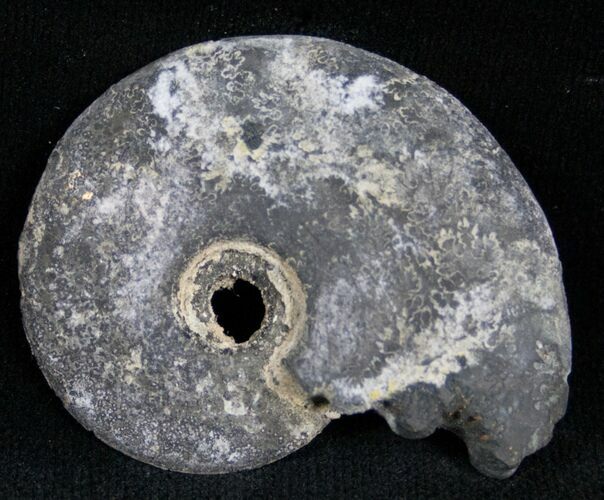 Pyritized Ammonite From Russia - #7285